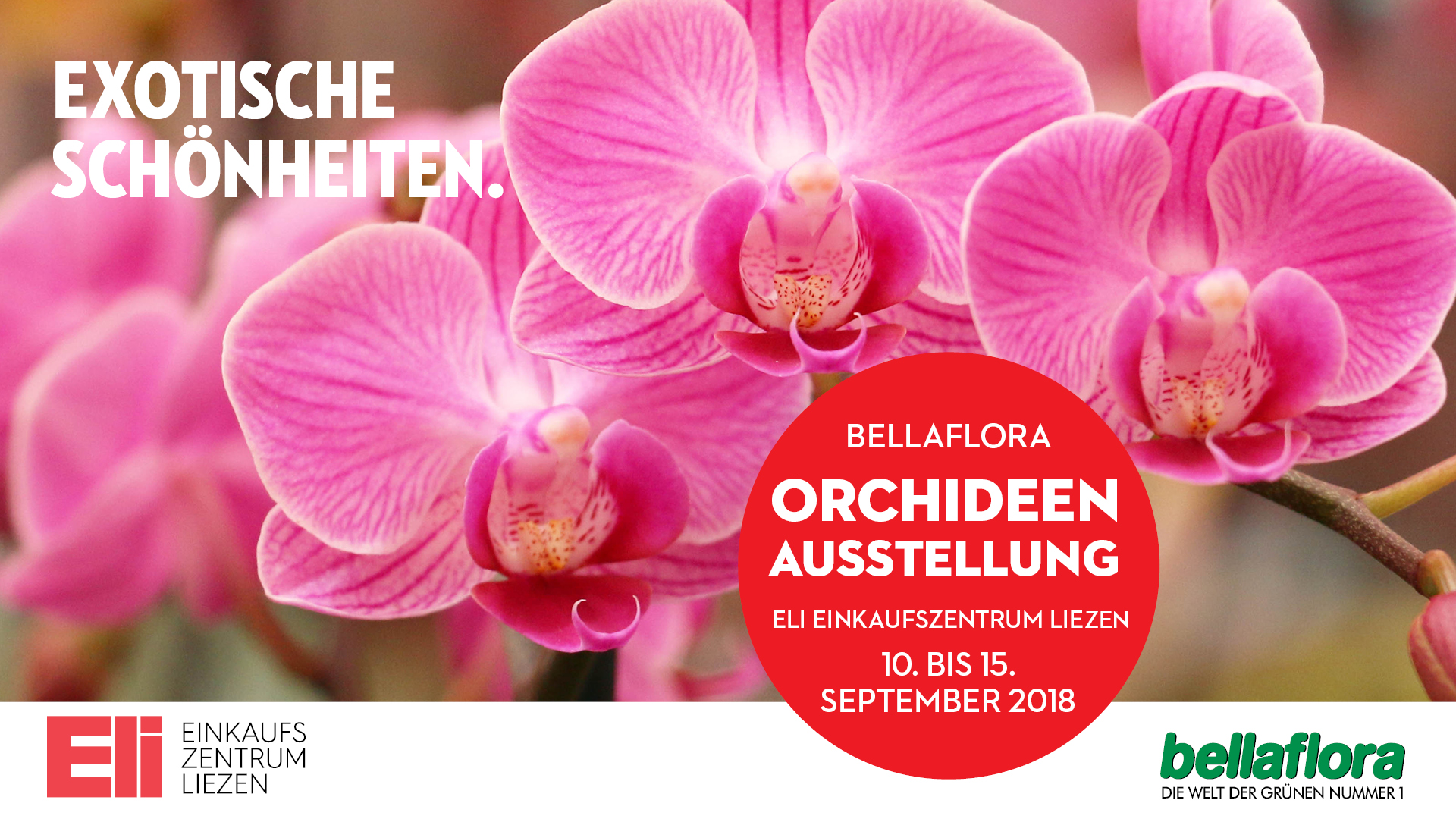 Beamer ELI Orchideen 1920x1080px September 2018